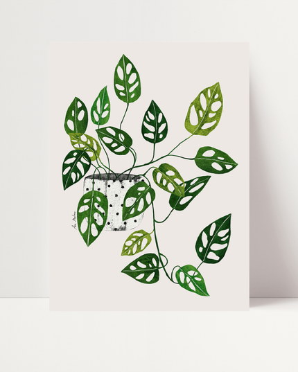 Monstera obliqua, di Ana Martinez