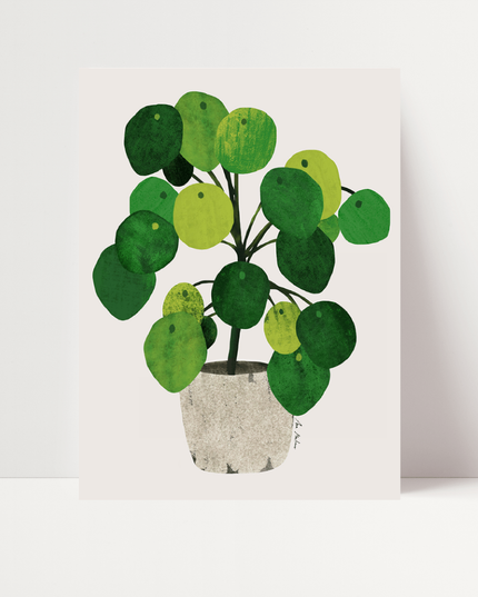 Pilea, di Ana Martinez