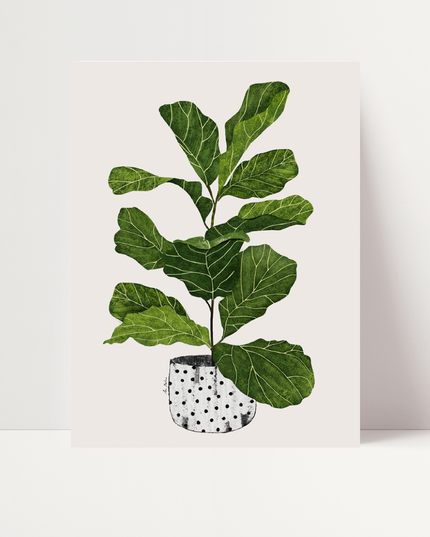 Ficus lyrata, di Ana Martinez