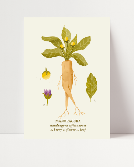 Mandragora, di Carlotta Zanettini