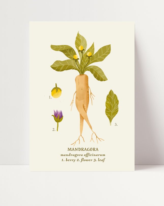 Mandragora, di Carlotta Zanettini
