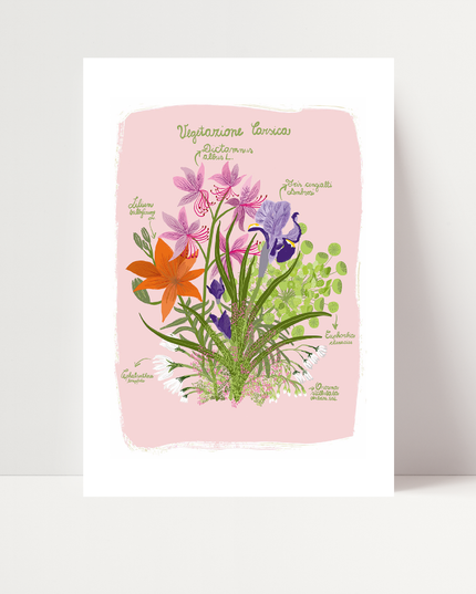 Vegetazione carsica - rosa, di Dunja Jogan